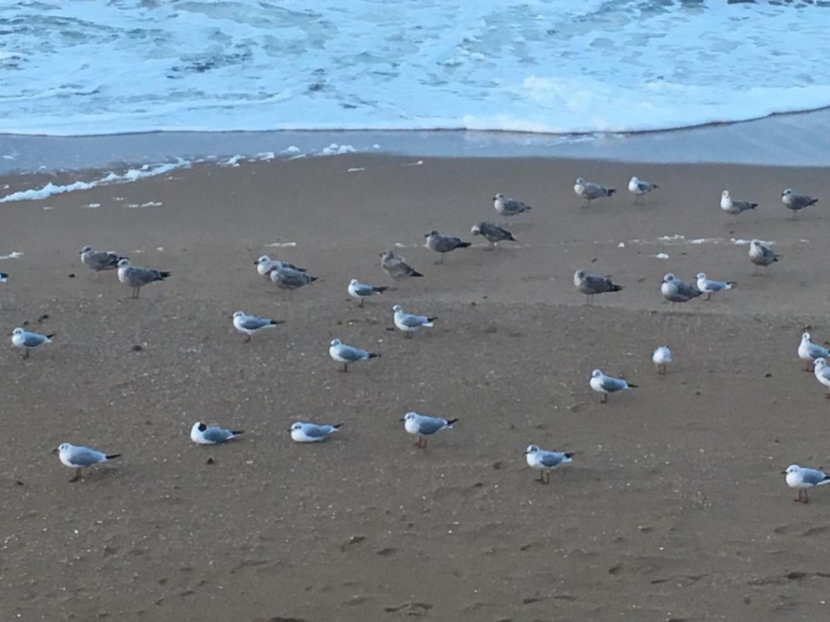 La Cornaline 1 Βίλα Cabourg Εξωτερικό φωτογραφία